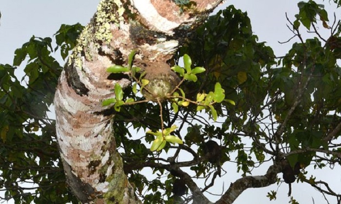 Ants behave as mini farmers in Fiji – study 